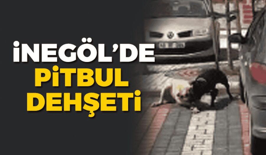 inegol de pitbul dehseti inegol haberleri