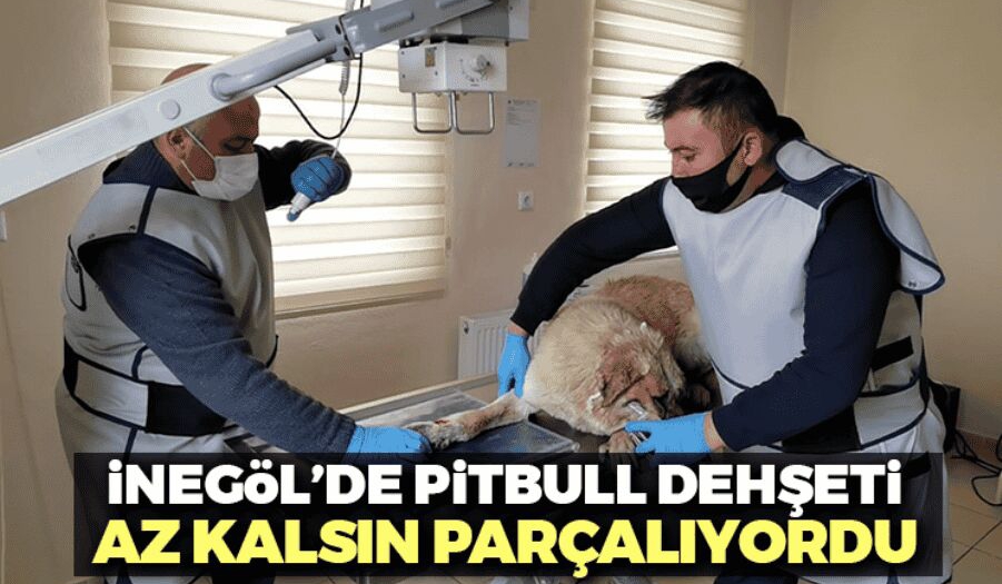 inegol de pitbull dehseti inegol