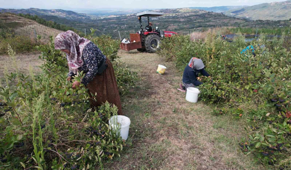  Hücreleri yeniliyor, diabete iyi geliyor şimdi pazar arıyor
