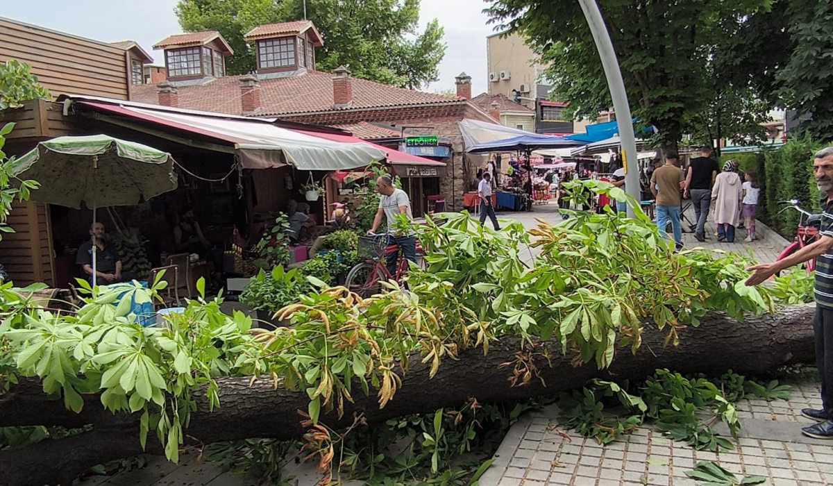 Çarşı merkezinde faciadan dönüldü kestane ağacı devrildi