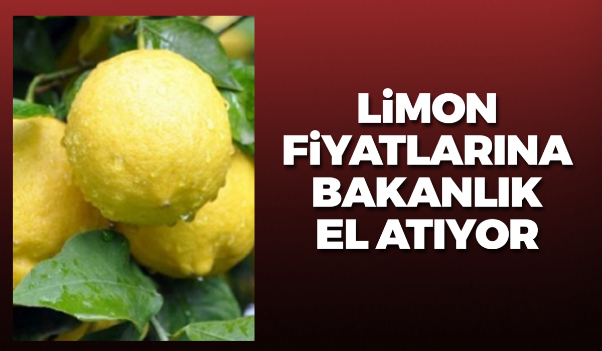 Limon fiyatlarına bakanlık el atıyor!
