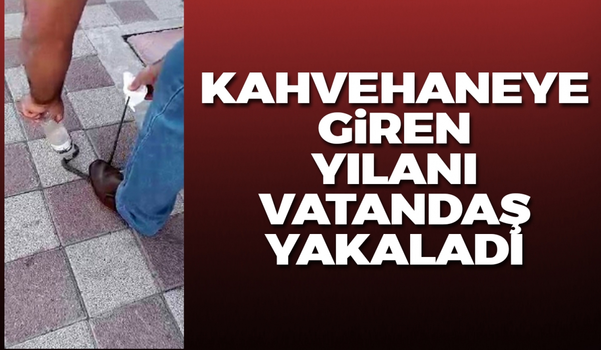 Kahvehaneye giren yılanı vatandaş yakaladı