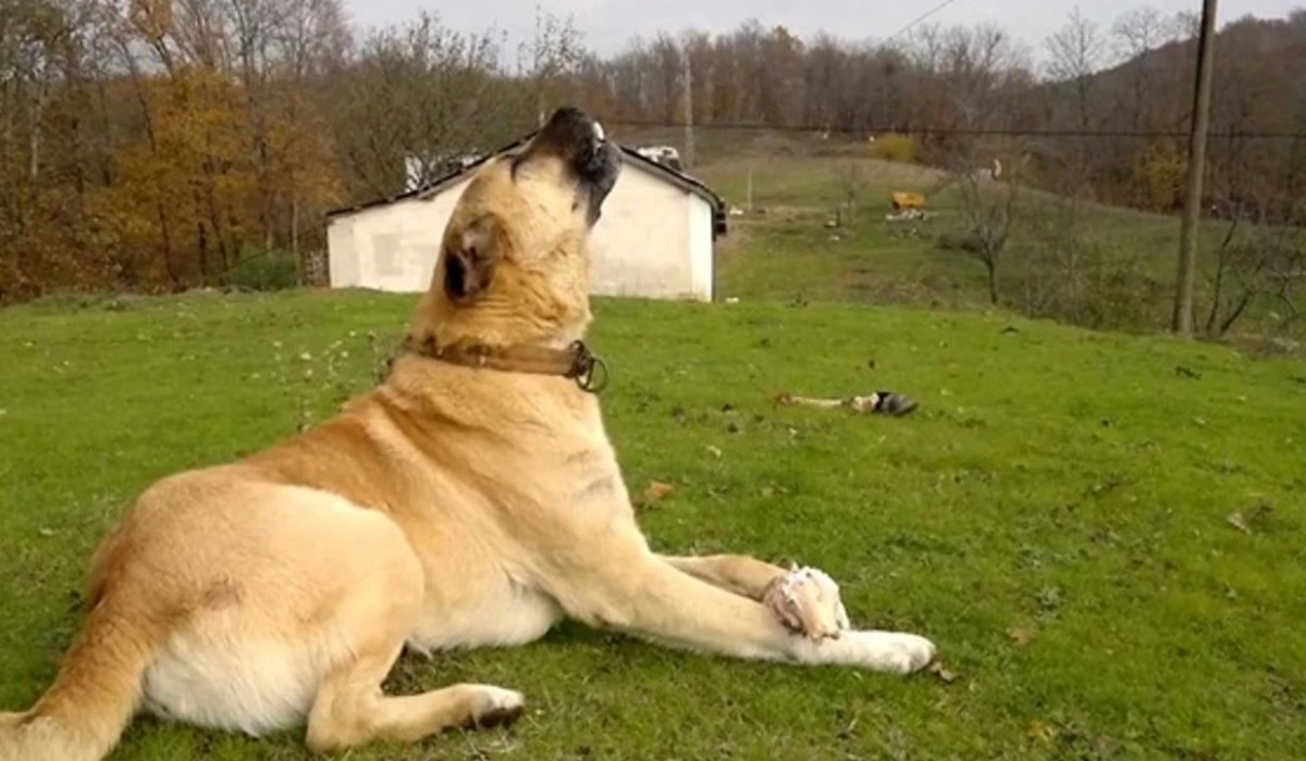 Ezan Okunduğunda Köpekler Neden Ulur?