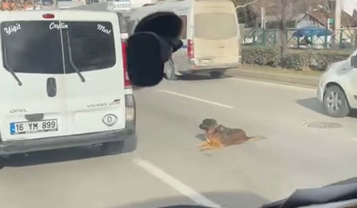 Köpeğin keyfi trafiğe kilitledi