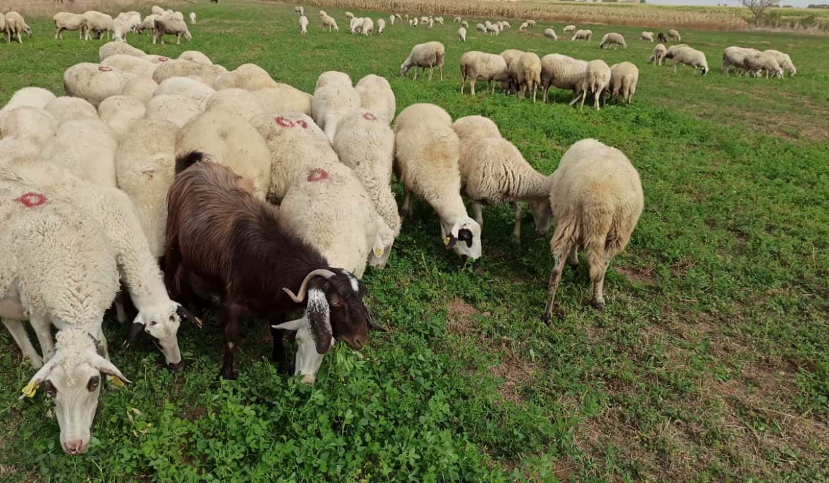 Tepki çeken otlatma ücretine ilçe tarımdan tavsiye açıklaması