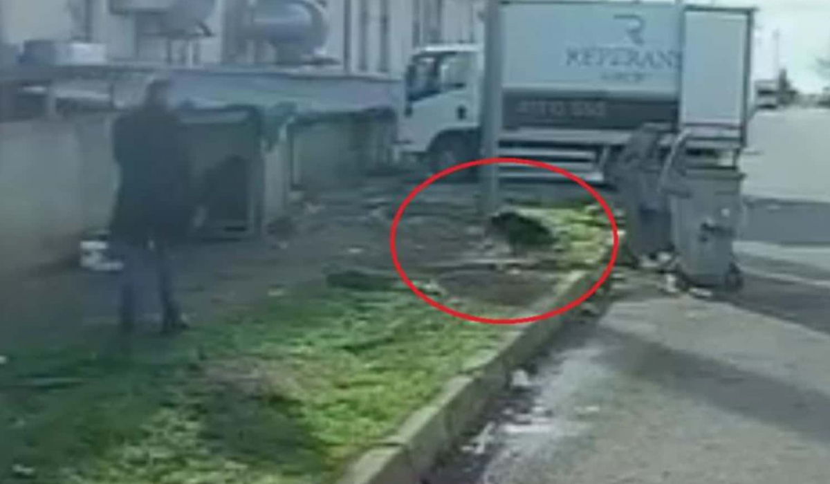 O kaçtı, köpek kovaladı