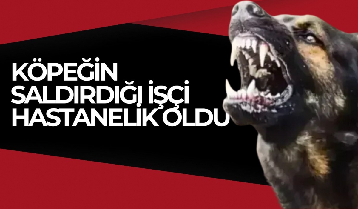 Köpeğin saldırdığı talihsiz işçi hastanelik oldu