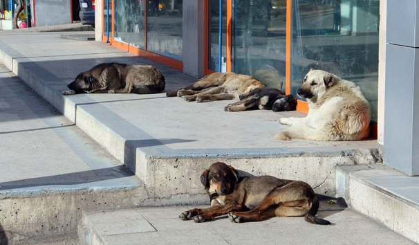 Sahipsiz köpek başına 71 bin lira ceza kesilecek!