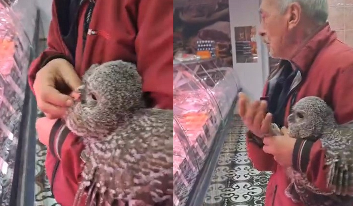 Baykuşu kasaba götürdü etle besledi