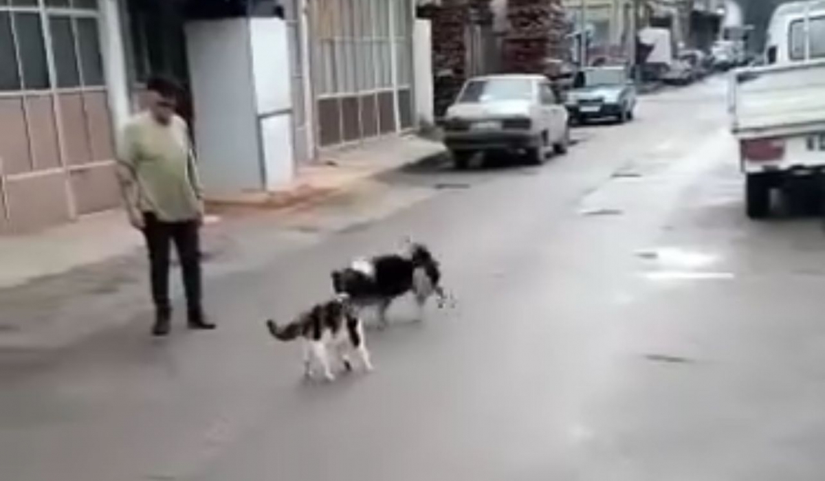 İnegöl'de gözünü karartan kedi köpeğe saldırdı!