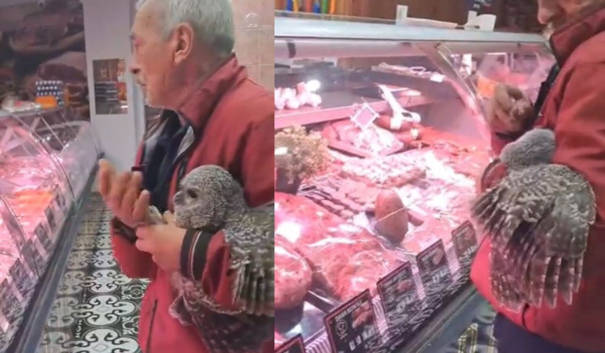 İnegöl'de yuvadan düşen yavru baykuşu kasaba götürdü
