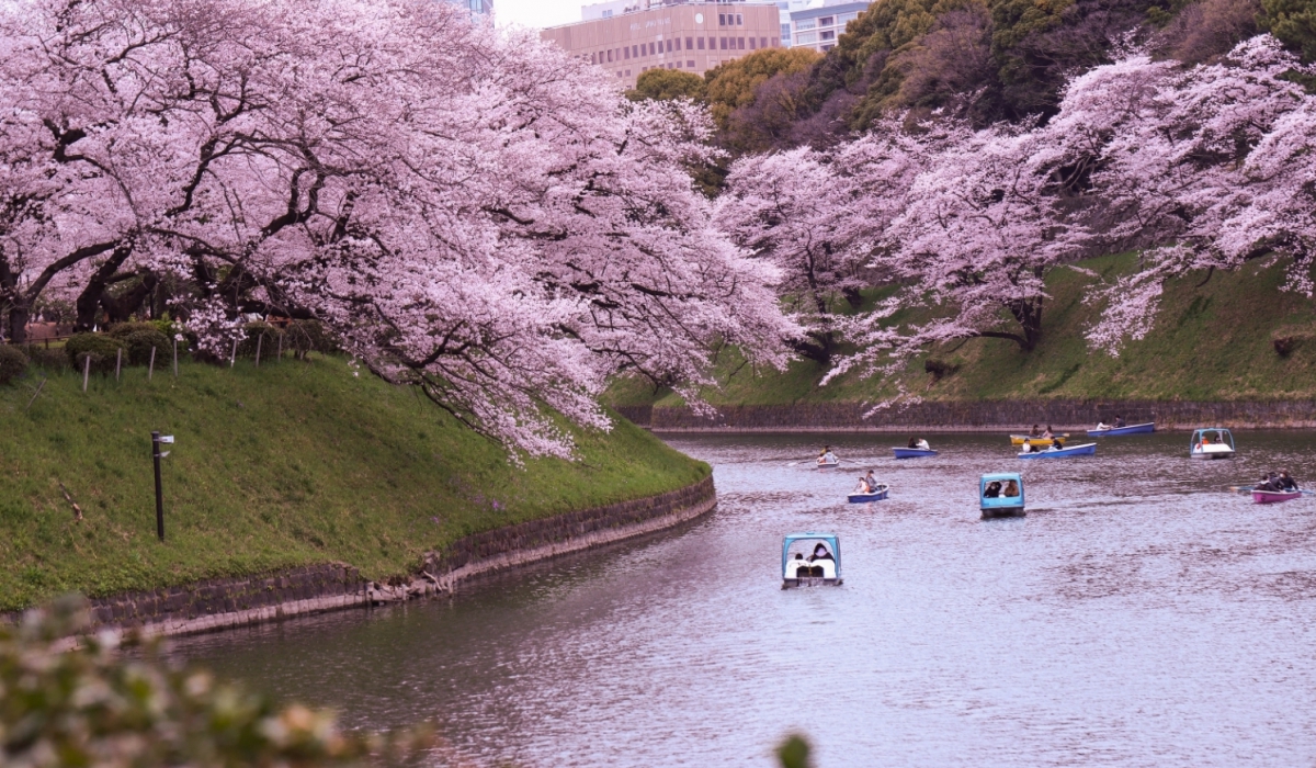  Sakura Mevsimi Geldi: Japonya’nın Pembe Rüyası