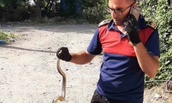 İnegöl'de yılan görülme vakaları neden arttı?