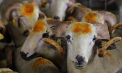 Kurban Bayramı Tatili 9 Gün Olacak mı? Bakan Ersoy'dan Açıklama Geldi