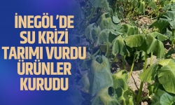 İnegöl'de ki su krizi tarımı vurdu! Ürünlerimiz kurudu