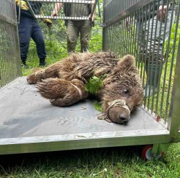 Uludağ’da operasyonla kurtarılan ayının kalça kemiği kırılmış