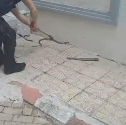 Bursa’da site bahçesinde yılan paniği