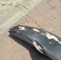 Bursa’da denize giren çocuklar ölü yunus balığı buldu