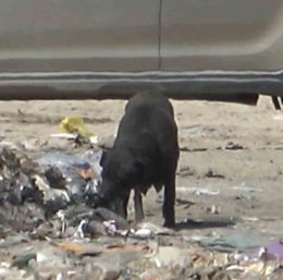 Yangında duygulandıran detay: Anne köpek dumanların içinde yavrularını aradı