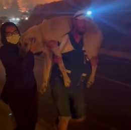 Yangın bölgesindeki hayvanların tahliyesi için seferber oldular