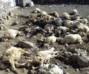 Avluya giren kurt sürüsü 40 koyunu telef etti