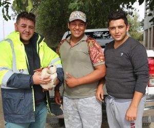 Milas’ta yaralı leylek korumaya alındı