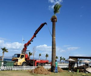 Aliağa’nın dev sembol palmiyeleri Ağapark’ta hayat buldu