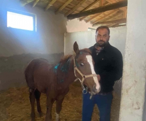 Mahmudiye halkının başıboş köpeklerle başı dertte
