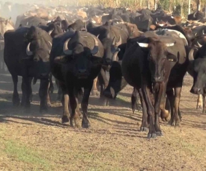 Muş’ta manda besiciliği vatandaşa gelir kapısı oldu
