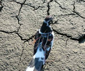 Bafa Gölü’nde yırtıcı kuşları avlayan şahıs DKMP ekiplerine yakalandı