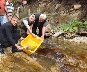 Trabzon’da 5 bin kırmızı benekli doğal alabalık yavrusu bırakıldı