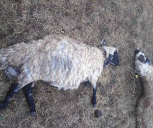 Güroymak’ta yıldırım düştü: 25 koyun telef oldu