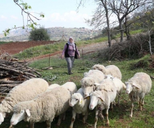 Merkezefendi’de küçükbaş hayvan ve yem desteği başvuru süresi uzatıldı
