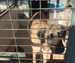 Kadıköy Belediyesi Geçici Hayvan Bakımevi’nden sahiplendiği görme engelli köpeğine ev kiraladı