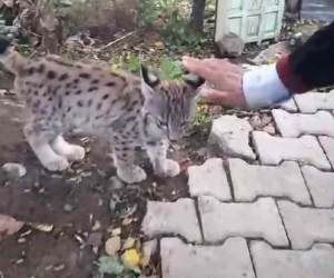 “Kedi değil Aslan gibi”