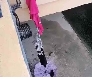 Şemsiye ve kıyafetle kedi kurtarma operasyonu kamerada