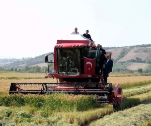 Bafra Ovası’nda çeltik hasadı: İlk hasat Vali Tavlı’dan