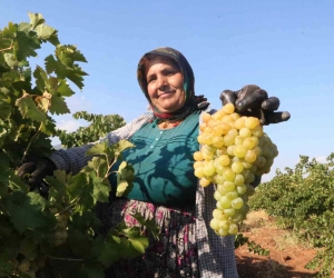 Sıcak havanın rekolteyi etkilediği üzümün tarla fiyatı: 12 TL