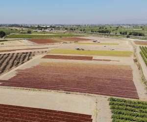 TARİŞ Üzüm Birliği kuru üzüm alım fiyatlarını artırdı
