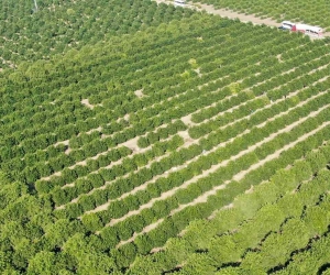 Adana’da portakal hasadı başladı, bahçede kilosu 10-12 lira