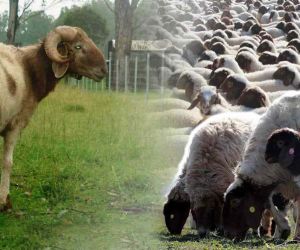Denizli’de İvesi koyun besiciliği yapan çiftçilere destek verilecek