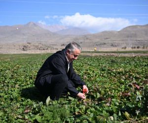 Erciyes’in eteklerinde yetiştirilen çilek fidesi 6 ülkeye ihraç ediliyor