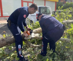 Şiddetli rüzgara dayanamayan çınar ağacı yola devrildi