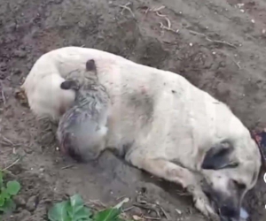 Aydın’da zehirlenme iddiası: Köpek ve yavruları telef oldu