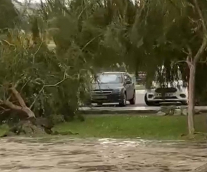 Kuşadası’nda kuvvetli rüzgar ağaçları devirdi