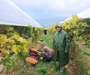 Manisa’da yağmur altında üzüm hasadı