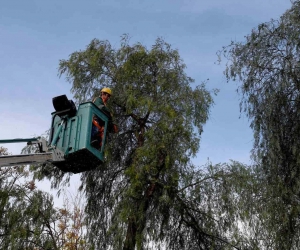 Kuşadası’nda ağaç atıkları yakıta dönüşüyor