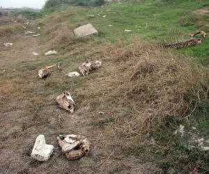 Adana’da yüzlerce at ve eşek kafası ile kemikleri bulundu