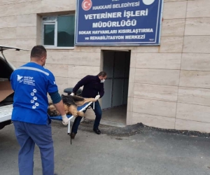 Yaralı kurt cinsi köpek sedye ile taşındı