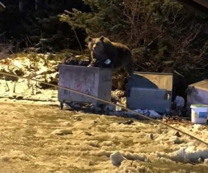 Selam verdikleri ayı saldırdı
